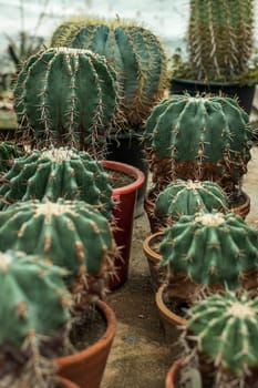 two rows of cacti of different sizes in pots. cacti of the same species and different sizes from small to large stand in two rows. They have large hard spines.