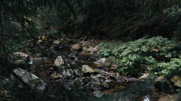 The stream carves a path through the forest, cascading over stones and creating a peaceful atmosphere. The rich, green foliage frames the natural beauty of the scene.