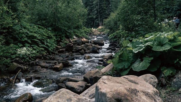 The stream carves a path through the forest, cascading over stones and creating a peaceful atmosphere. The rich, green foliage frames the natural beauty of the scene.
