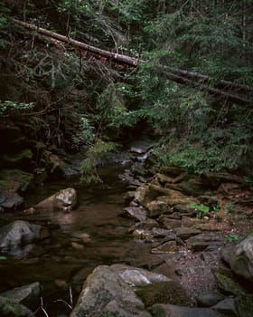 The stream carves a path through the forest, cascading over stones and creating a peaceful atmosphere. The rich, green foliage frames the natural beauty of the scene.