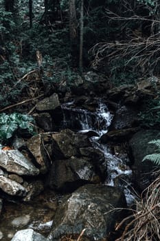The stream carves a path through the forest, cascading over stones and creating a peaceful atmosphere. The rich, green foliage frames the natural beauty of the scene.