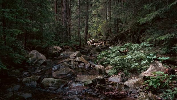 The stream carves a path through the forest, cascading over stones and creating a peaceful atmosphere. The rich, green foliage frames the natural beauty of the scene.