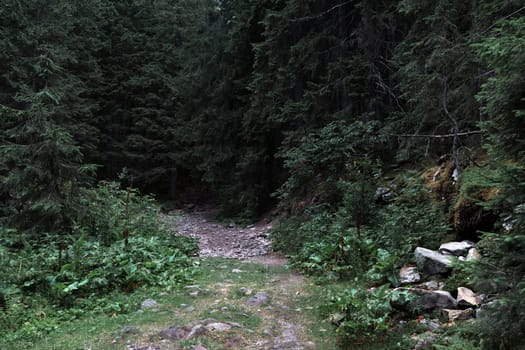 Hiking trail and forest path. High quality photo