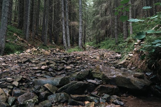 A dry creek bed filled with large rocks runs through a thick pine forest. The surrounding greenery contrasts with the rough stones.