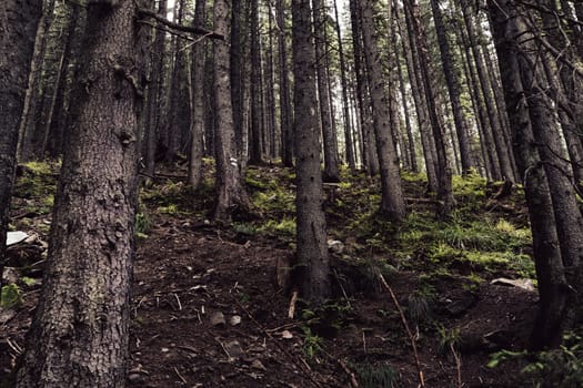A dark forest with tall, thin trees stretching towards the sky. The sloped ground is rugged and covered with patches of moss and small plants.