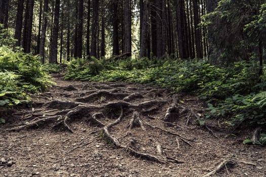 The twisted roots of the trees have surfaced along the forest trail, intertwining with the dirt path. The forest feels alive, with nature showing its strength.