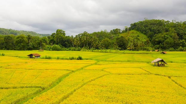 Rice fields among the hills. Agricultural landscape in Sri Lanka.