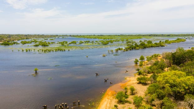 Top view of Lake and wetlands in Kumana National Park. Sri Lanka.