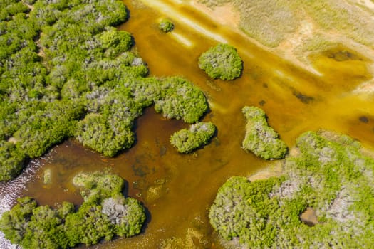 Top view of Rainforest and jungle in wetlands. Sri Lanka.