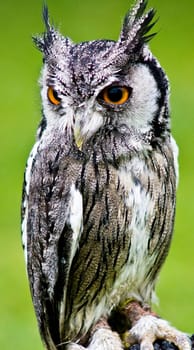 The northern white-faced owl (Ptilopsis leucotis), also known as the transformer owl, can dramatically change its appearance in response to danger. Spotted in Uganda, Africa