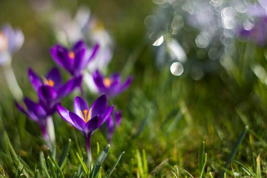 crocus - one of the first spring flowers