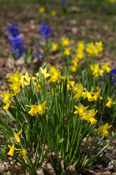 the daffodil, Narcissus pseudonarcissus, yellow narcissus flowers in a park, springtime