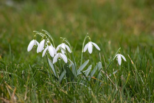 snowdrops - one of the first spring flowers