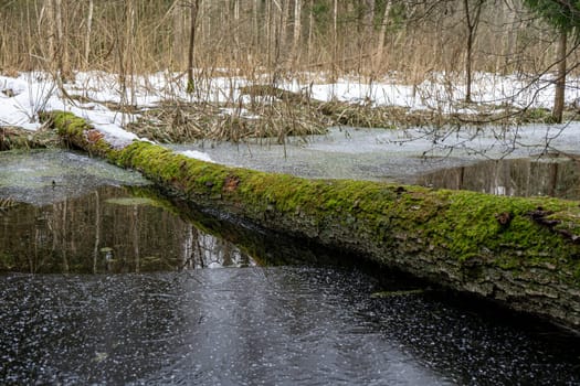 moss-covered fallen tree lies across a winter forest stream