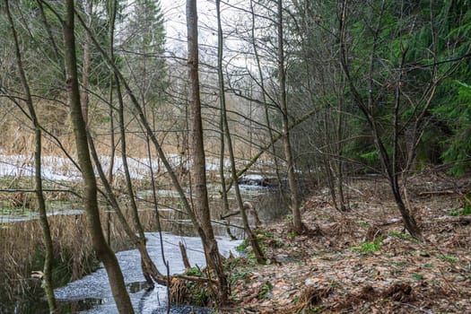 Winter forest with a small river, leafless trees, evergreens, fallen moss-covered tree, melting snow, and reflections in calm water