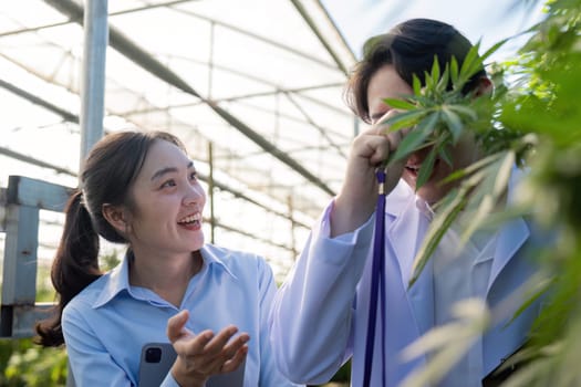Two joyful researchers engaging in a lively discussion about cannabis plants inside a well-lit greenhouse.