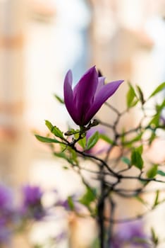 close up of blooming bright pink magnolia. polo bud blossomed on the street. magnolia blossoms on tree branch