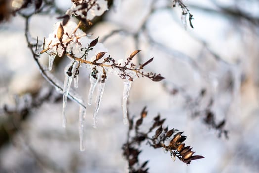 tree branches covered with snow in winter. ice and frost. transparent icicles on the branches. ice covered the tree fruits, icicles close-up