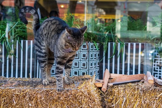 close-up of a tabby gray and white cat. She is standing on a decorative bale of hay, in the city. The cat arched her back
