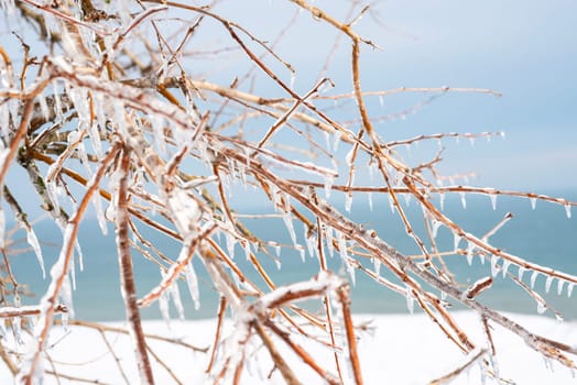 tree branches covered with transparent ice and icicles. the whole earth around is covered with snow. the blue sea is visible on the horizon