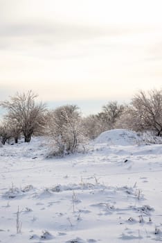 white snow lies on the field, bushes and trees covered with ice. the sky is soft blue with a pink tint, the photo has a vertical orientation