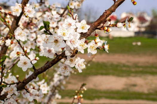 blossoming apricot trees. residential buildings in the background. bright sunny spring day