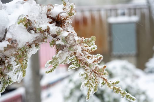 tree branches covered with frost, ice. thick layer of ice on a tree. icing on trees.