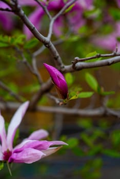 close-up of a blooming bright pink magnolia. on a tree branch magnolia buds and large flowers.
