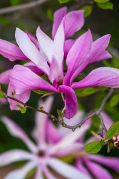 A pink flower on a plant. High quality photo