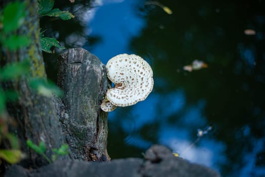 white mushroom monochromatic serena. in the background dark blue water. mushrooms grow on a tree. top view