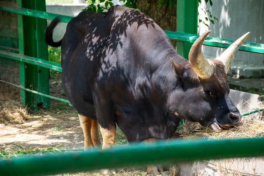 A huge black buffalo with big horns is eating grass. Its horns are grey and it is chewing hay.
