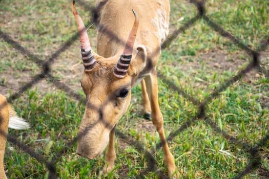 beige antelope with striped horns in the zoo. Antelope looks through the net. It has black white horns