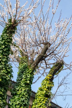 tree trunks covered with green ivy, branches blooming with evergreen. three apricot tree trunks completely covered with evergreen ivy in spring