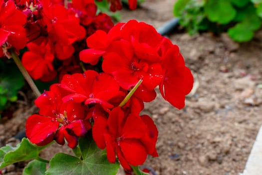Close-up of red geranium flowers with drip irrigation. Top view of large pink flowers. Drip irrigation hoses are lying on the ground