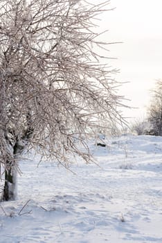 winter park and trees in snow. in the foreground is an icy tree. branches are covered with ice, frost. white snow lies on the meadow