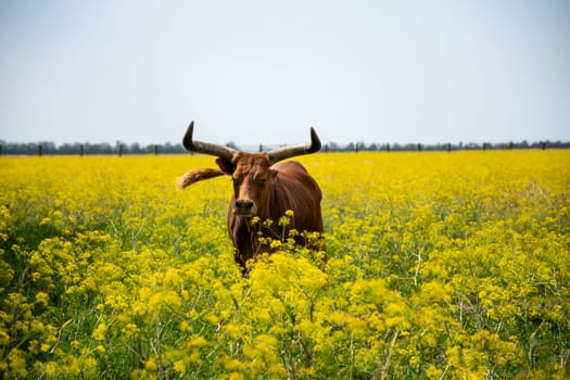 A huge dark brown buffalo with big curved horns is grazing in a field. A huge blooming field with yellow flowers. A soft blue sky. The buffalo is looking at the camera and there are flowers.