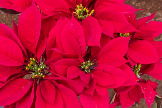 A close up of a flower. High quality photo, very beautiful red flowers taken from above