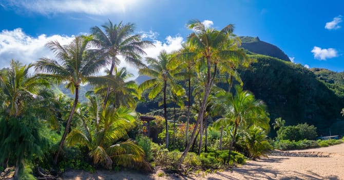 Lush green palm trees frame a sandy beach on Kauai island, Hawaii, with steep Napali Coast cliffs in the background under a bright blue sky.