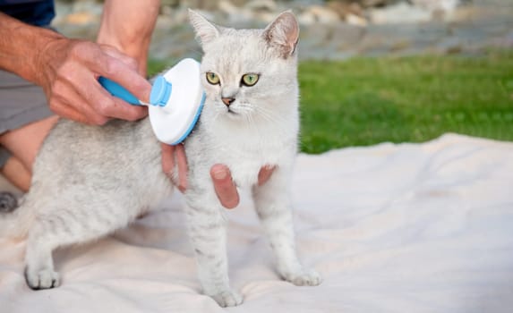 The owner carefully brushes a Scottish Straight Shorthair cat with a new slicker brush, keeping its coat healthy and preventing shedding, outdoor scene on a soft blanket,