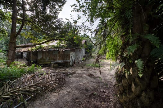 image around a vacant dilapidated house stands alone at the plantation