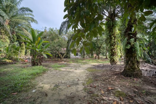 image around a vacant dilapidated house stands alone at the plantation