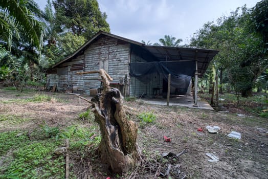 image around a vacant dilapidated house stands alone at the plantation