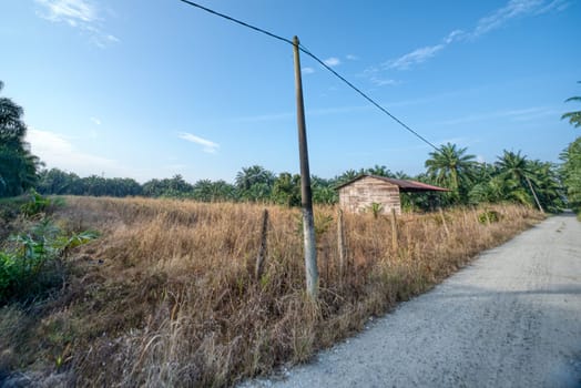 image around a vacant dilapidated house stands alone at the plantation