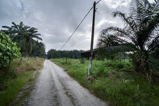 image around a vacant dilapidated house stands alone at the plantation