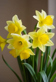 flowers daffodils spring bouquet green nature flora Easter holiday women's day yellow white plants botanical garden species variety petals bud stamens. High quality 3d illustration generated ai alt