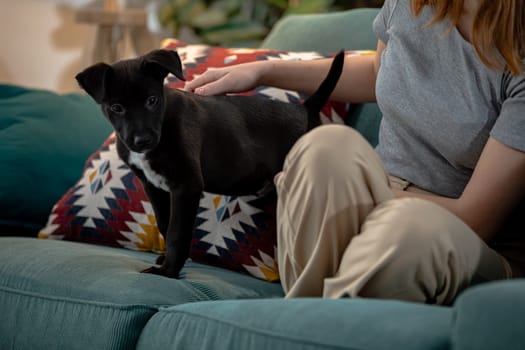 A playful black dog stands happily on a couch, relishing its time spent in joyful companionship with its owner
