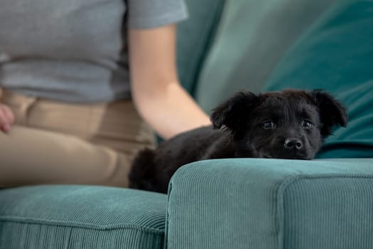 A black dog is comfortably resting on a cozy couch, savoring a peaceful moment filled with comfort and love