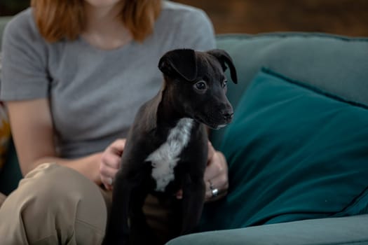 A playful black puppy happily sitting on a cozy couch, illustrating a warm and loving moment with its owner