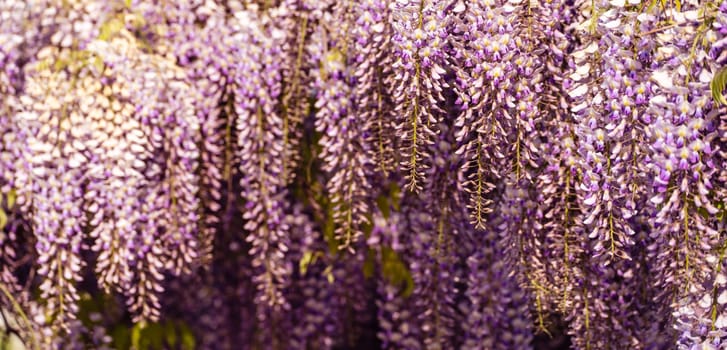 Blooming Wisteria Sinensis with scented classic purple flowersin full bloom in hanging racemes closeup. Garden with wisteria in spring.