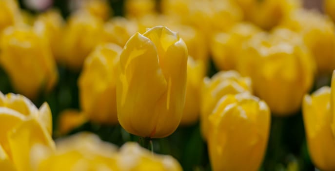 Yellow tulips spring blossoming , bokeh flower background, pastel and soft floral card, selective focus.